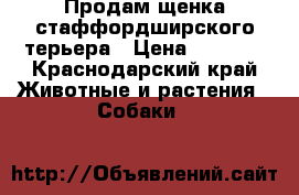 Продам щенка стаффордширского терьера › Цена ­ 5 000 - Краснодарский край Животные и растения » Собаки   